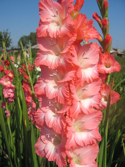 Гладиолус Пинк Леди; Pink Lady