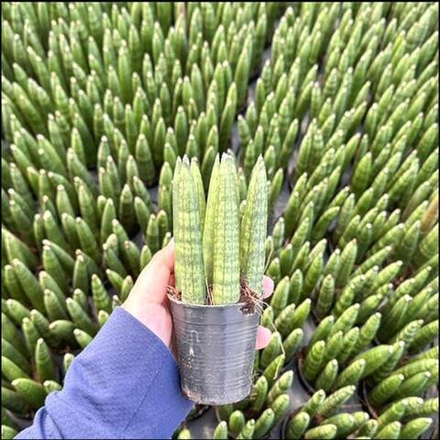 Сансевиерия CILINDRICA N1