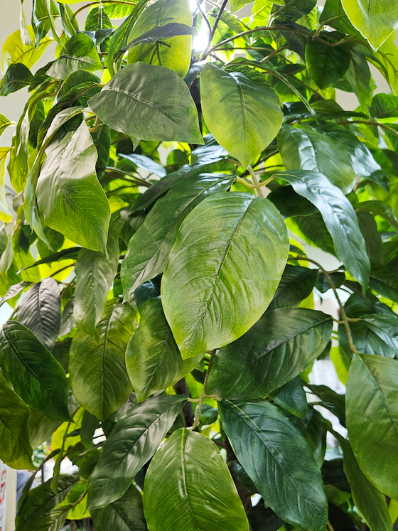 Хлебное дерево 280см в кашпо