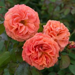 Таттон (Tatton)