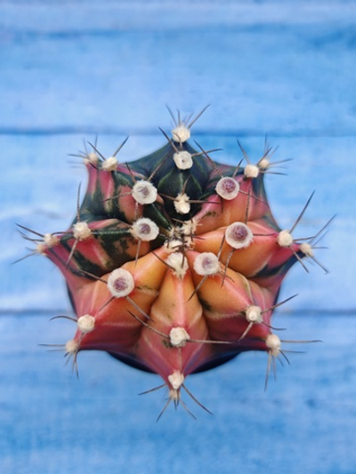 Gymnocalycium Variegata (Гимнокалициум Вариегатный)