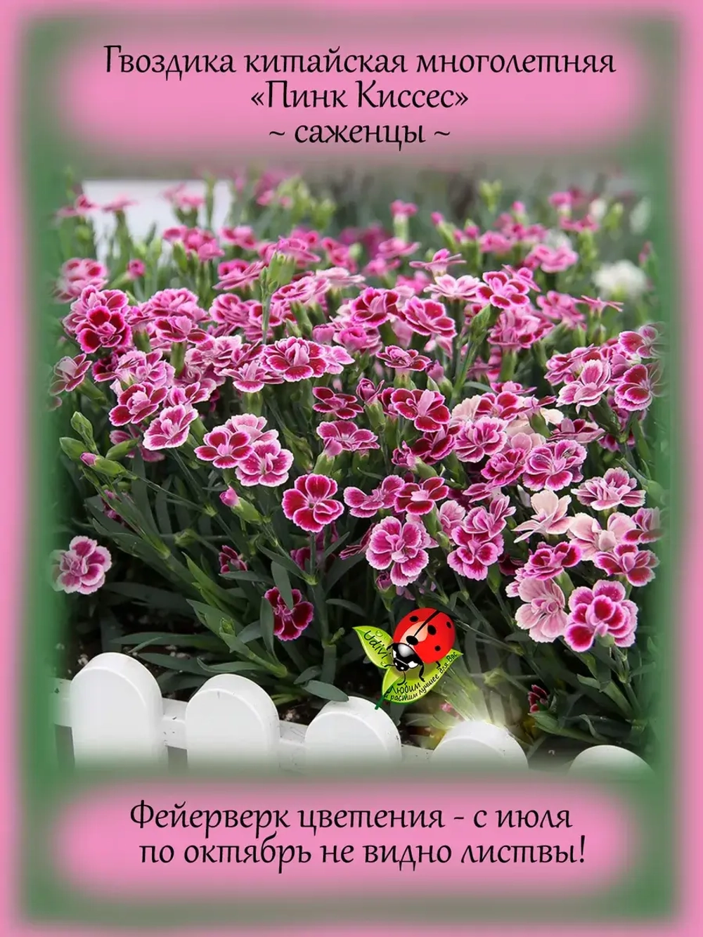 Гвоздика Пинк Киссес китайская многолетняя