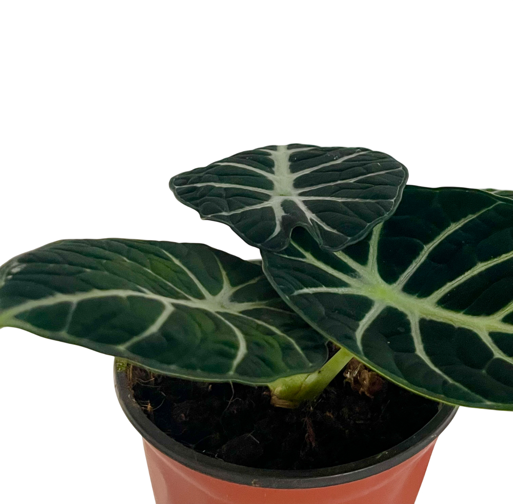 Алоказия Black Swan д.10