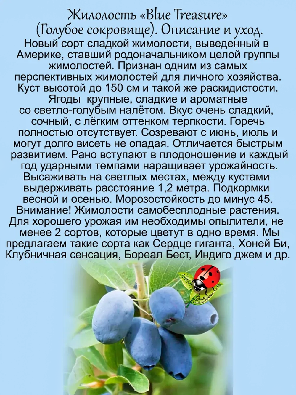 Жимолость Голубое сокровище Блю Треже