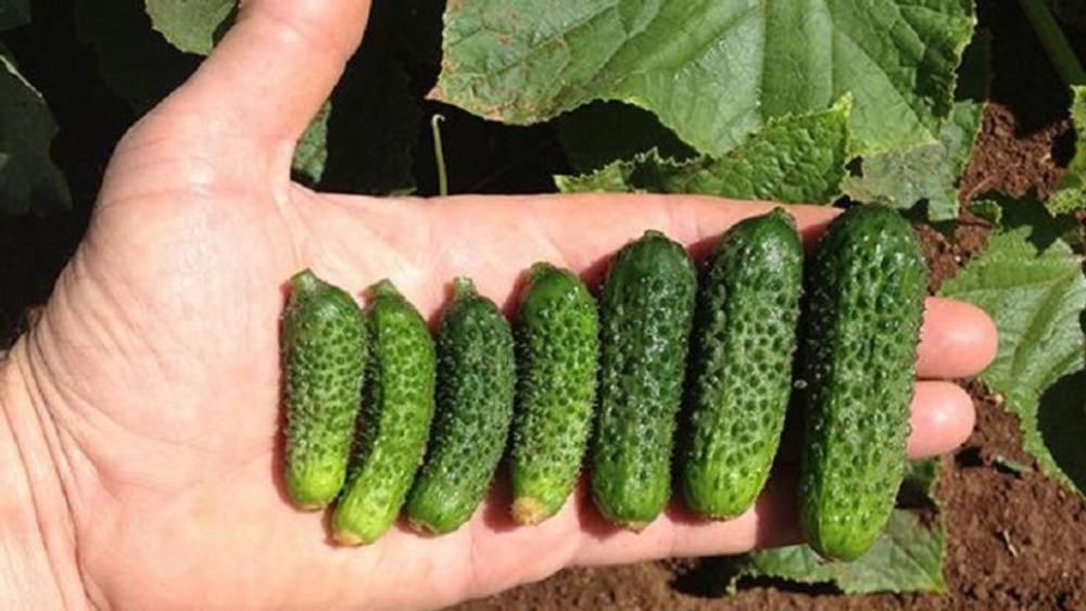 Огурец Эколь F1 7шт Мировые Семена VITA GREEN
