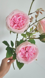 Роза пионовидная / Арт 2364