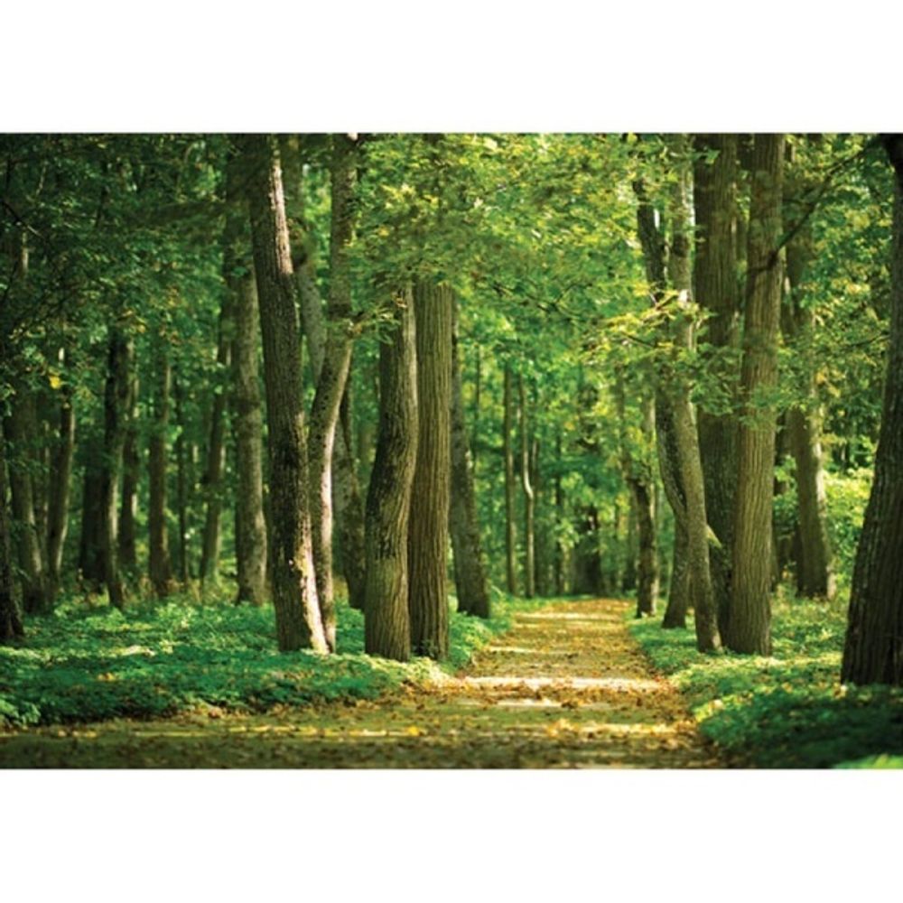 Фреска "Дорожка в лесу" 360x254 см