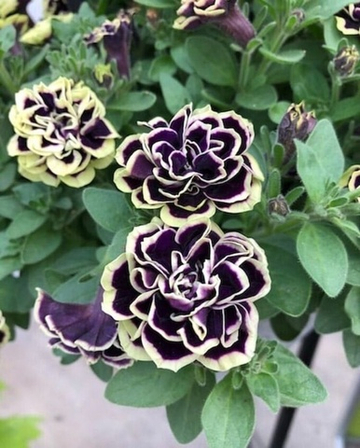 Петуния ампельная махровая Mystical Midnight Gold (П4)