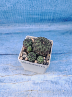 Sulcorebutia Rauschii (Сулькоребуция)