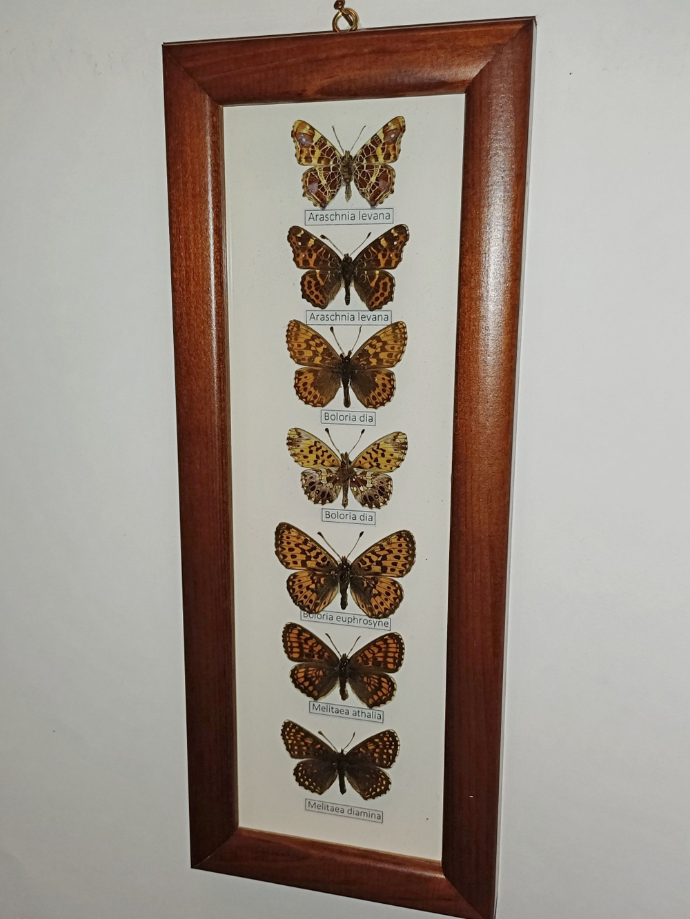 Бабочки в рамке