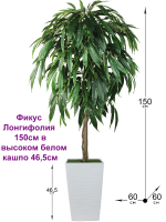 Искусственное дерево Фикус Лонгифолия 150 см в высоком белом кашпо 46 см