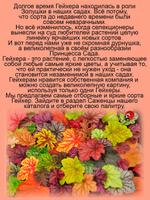 Гейхера Капучино многолетняя