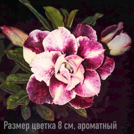 Адениум 954-CAM TU