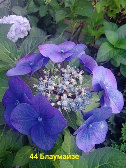 БЛАУМАЙЗЕ (Стандарт поставки Р9)2025г.