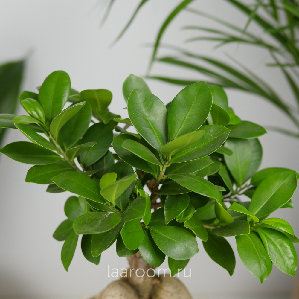 Фикус микрокарпа Гинсенг 12/30