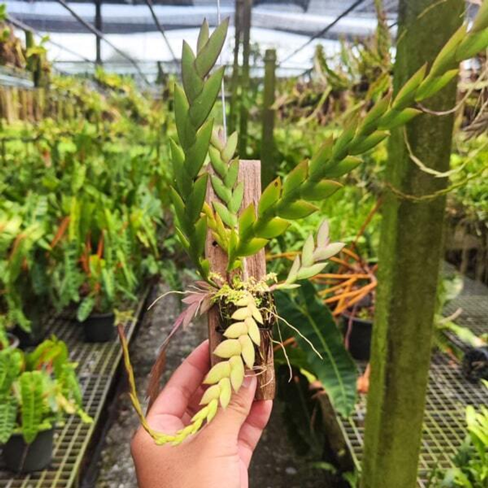 Орхидея DENDROBIUM LEONIS (P95)