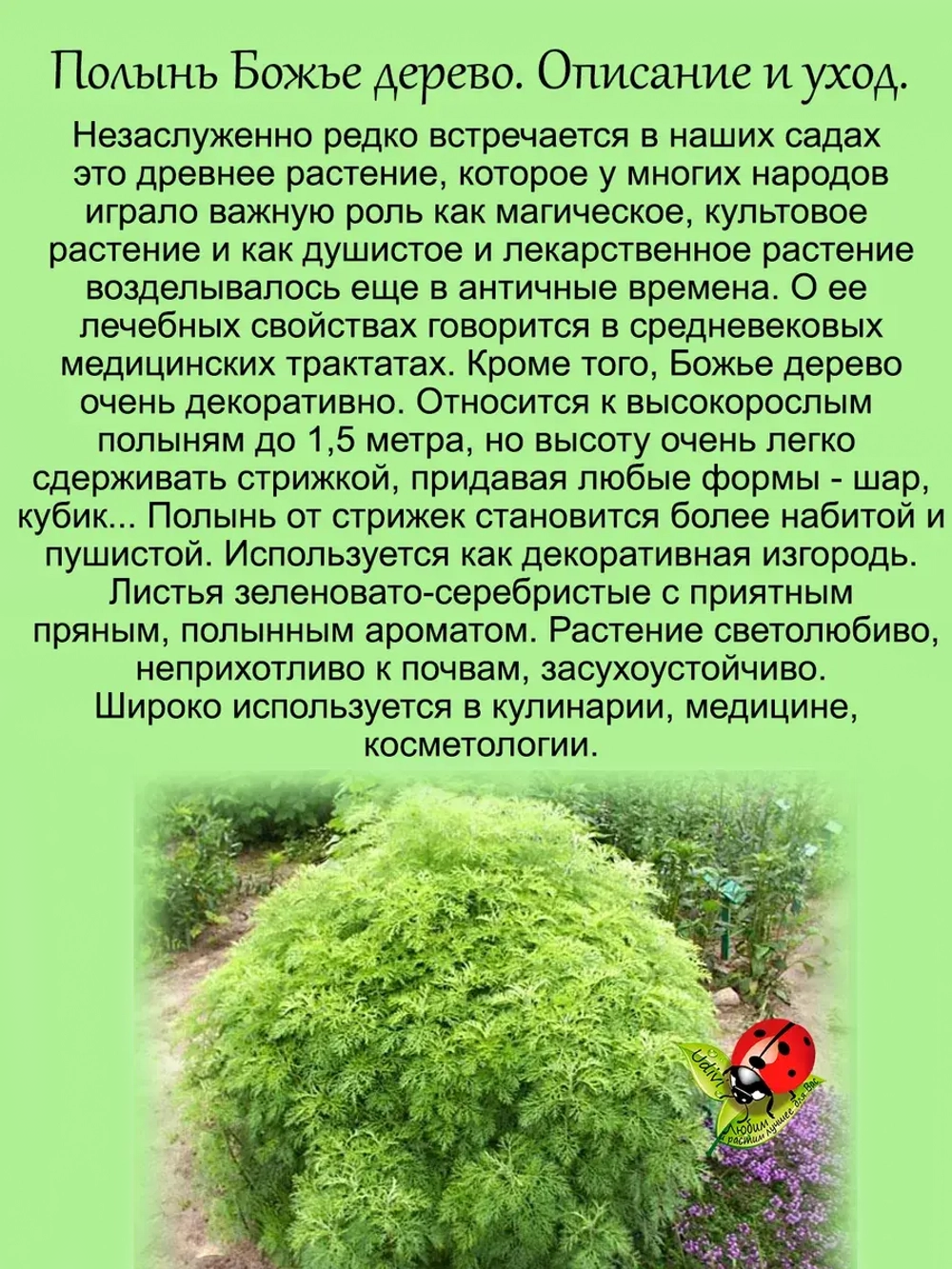 Полынь Божье дерево лечебная