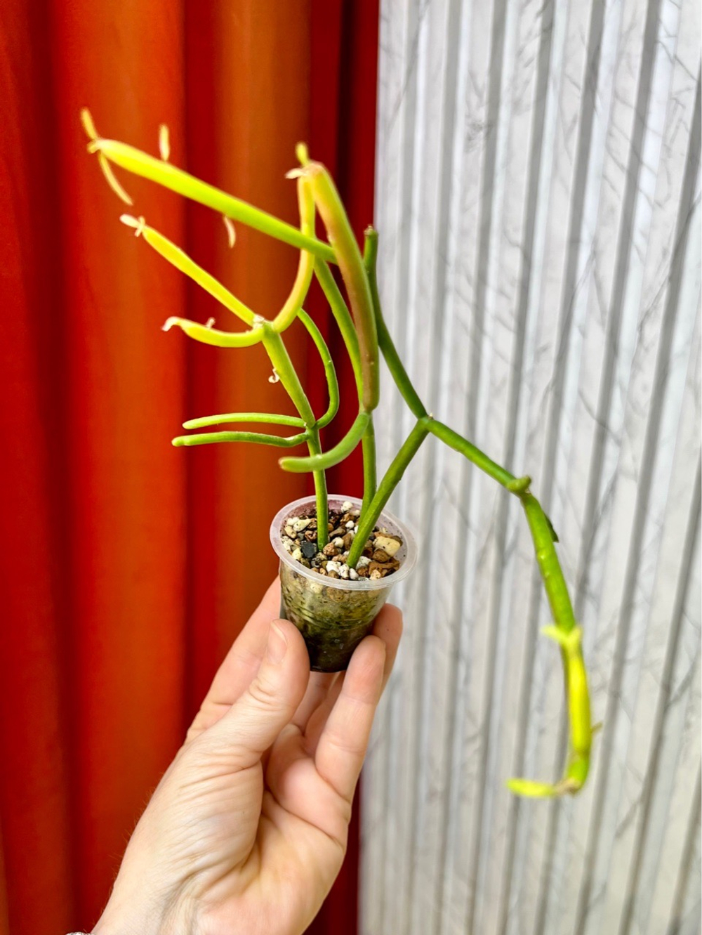 Эуфорбия Тирукалли Страмине, D6см Н20см, 1шт, Urban Jungle (2962)