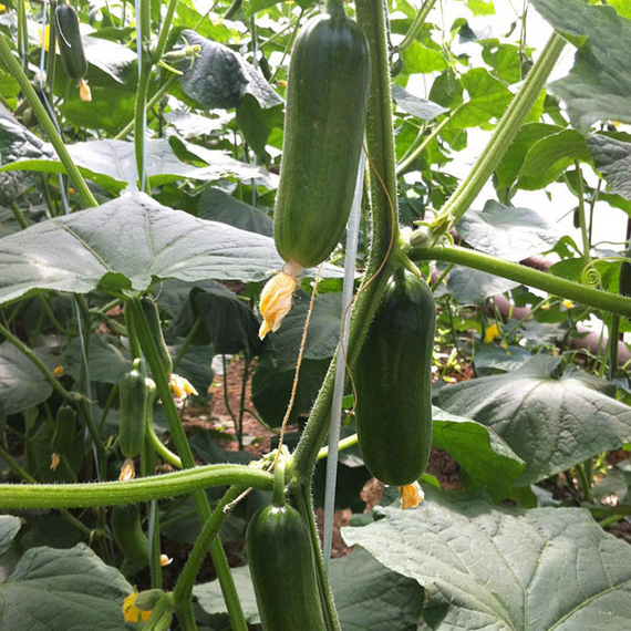 АЗАМАТ F1 семена огурца Bejo купить – фото 1