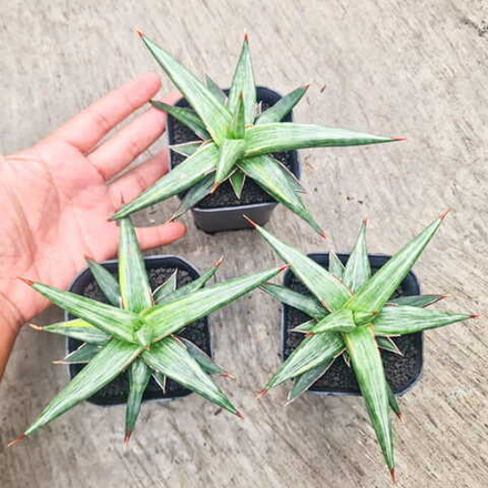 Сансевиерия ALL NIGHT STAR TRICOLOR