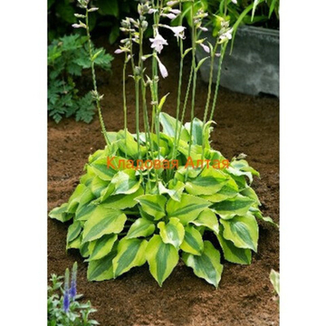 Хоста Луна Мот