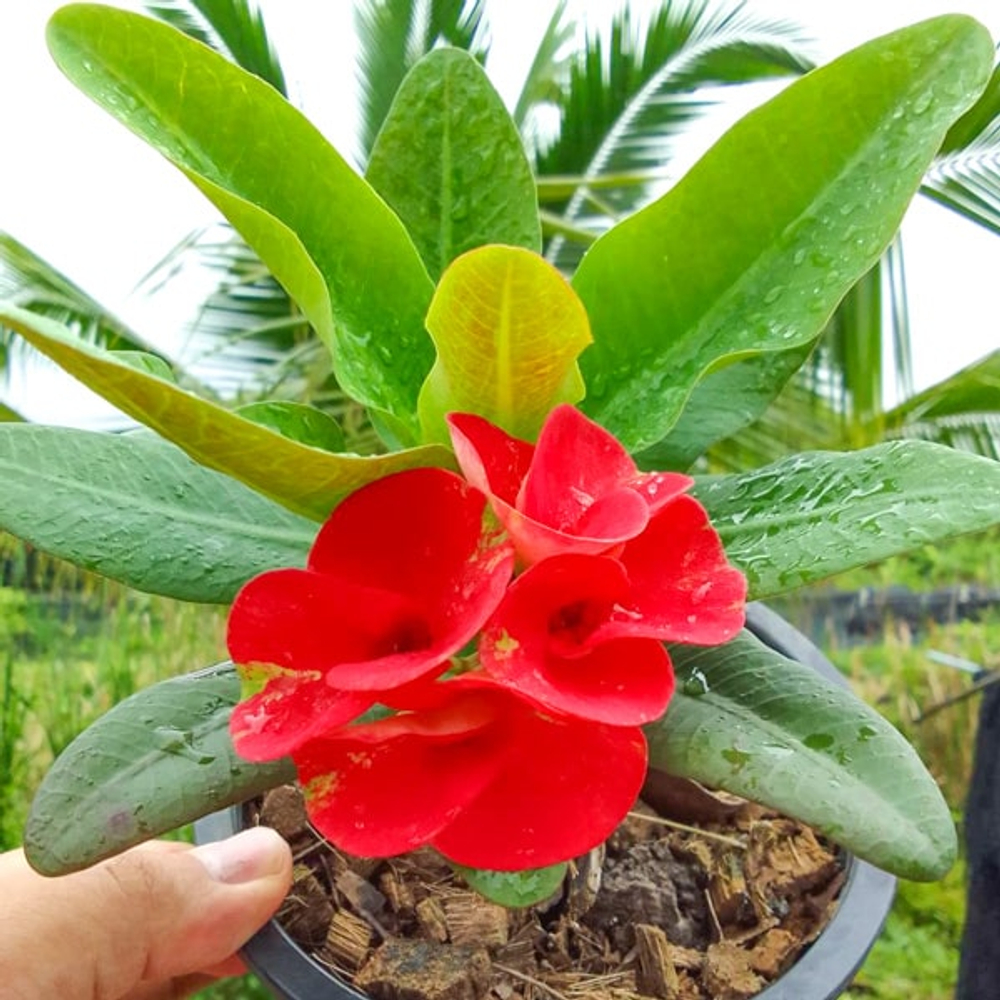 Эуфорбия Миля KANJANA RED