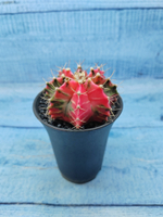 Gymnocalycium Variegata (Гимнокалициум Вариегатный)