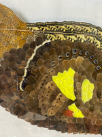 Сибирская бабочка