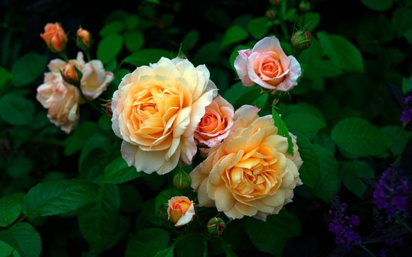Как отличить саженцы розы от шиповника по листьям фото
