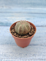 Euphoria Obesa (Эуфорбия)