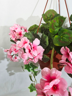 Герань розовая свисающая 65см в кашпо
