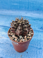 Gymnocalycium Friedrichii (Гимнокалициум)