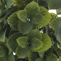 GAEM Цветочная композиция, L18 W18 H68 см