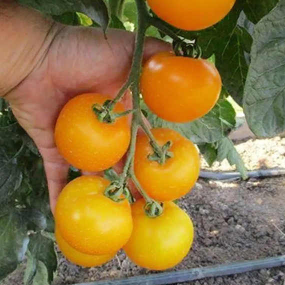 ГУАЛЬДИНО F1 семена томата отзывы – фото 5