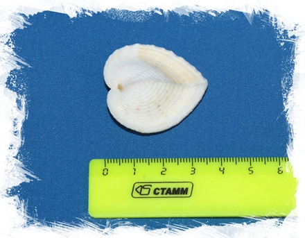 Кордилум Кардисса, 2-4см, 1шт