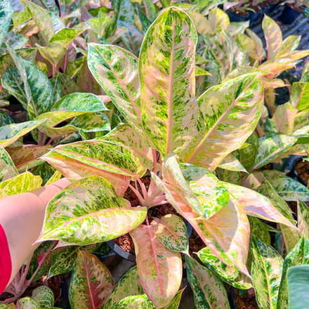 Аглаонема NEW HYBRID N15