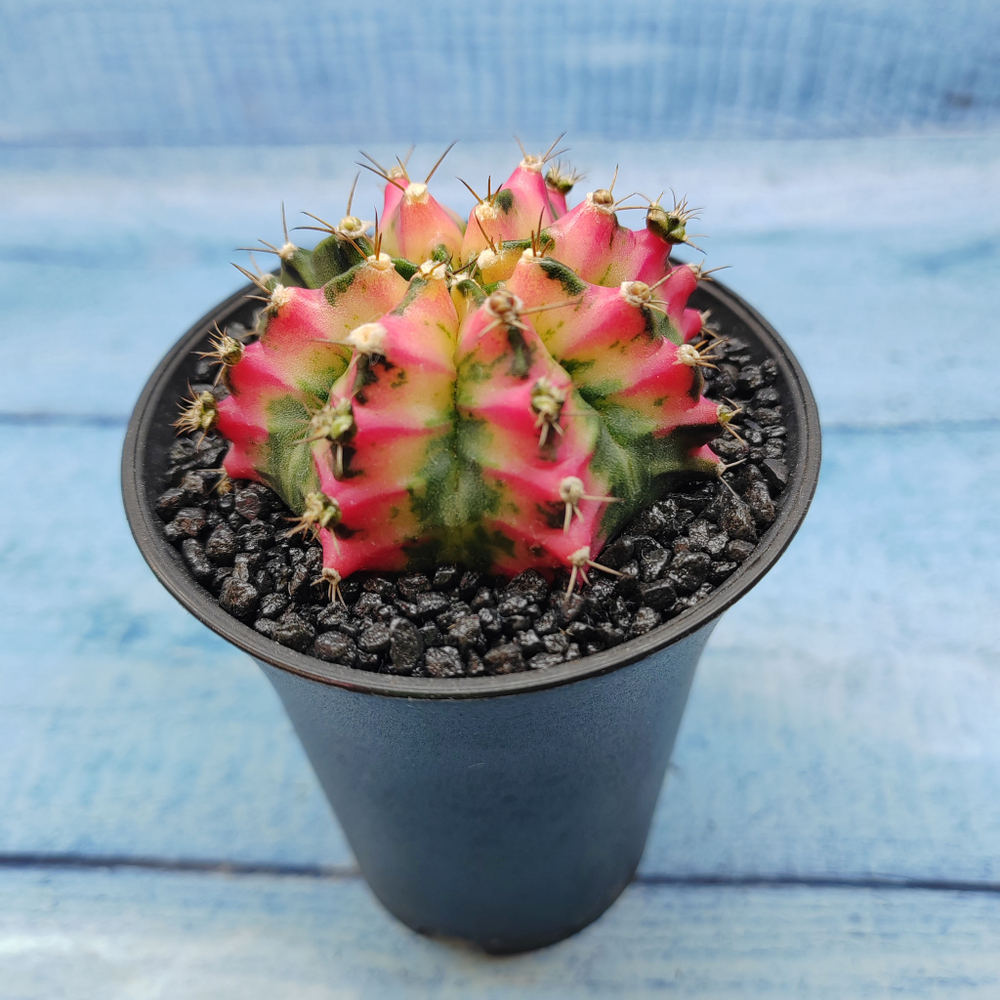 Gymnocalycium Variegata (Гимнокалициум Вариегатный)
