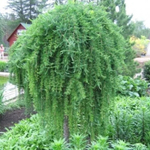 Лиственница японская Стифф Випер С15 Ра150-170