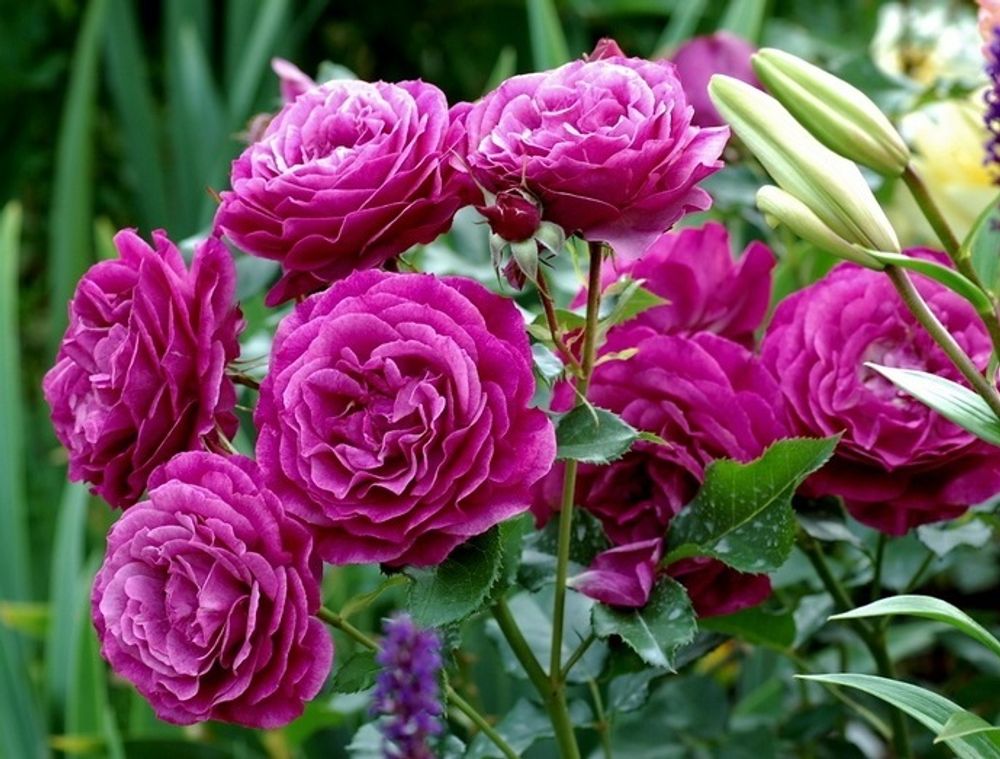 Вайлд Блю Иден (Wild Blue Yonder)