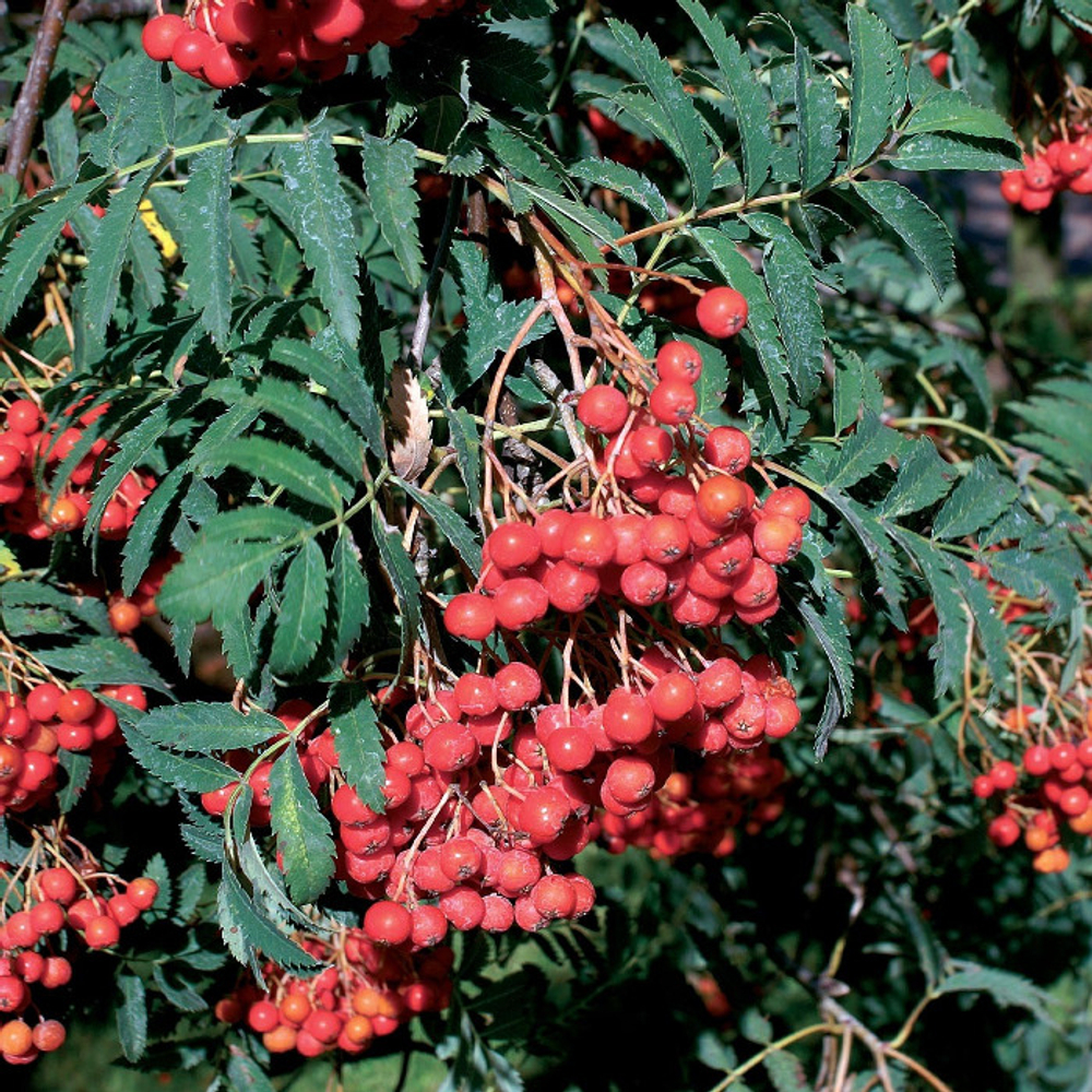 Рябина обыкновенная f34 200-250