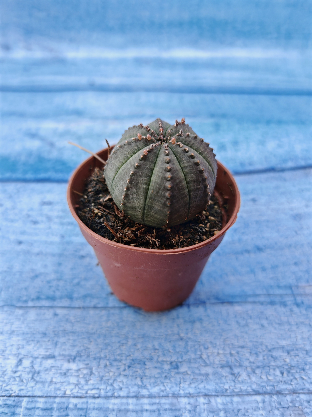 Euphorbia Obesa (Эуфорбия)