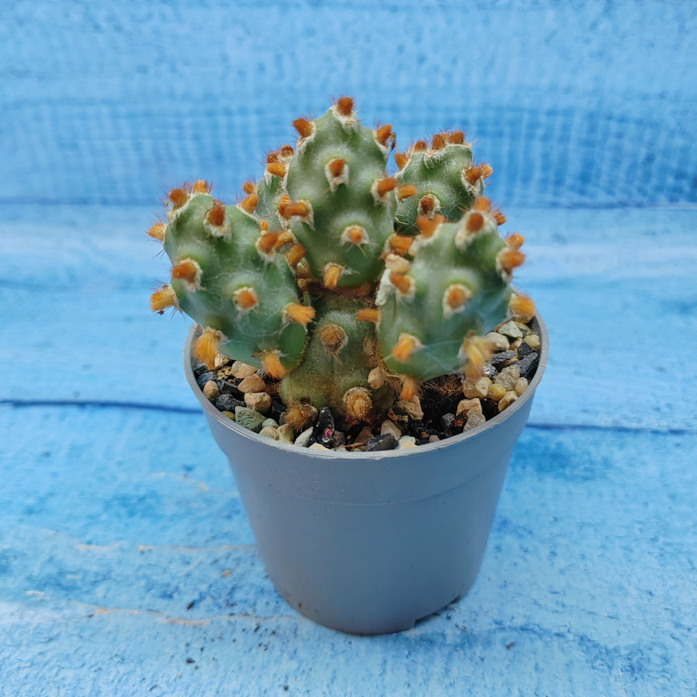Tephrocactus Molinensis Red Glochids (Тефрокактус)
