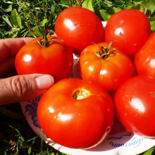 Помидоры - Bison - Бизон