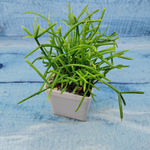 Rhipsalis Cassutha (Рипсалис)
