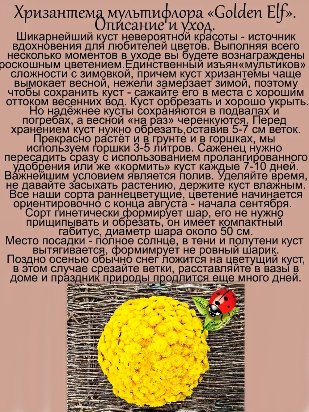 Хризантема Золотой Эльф мультифлора