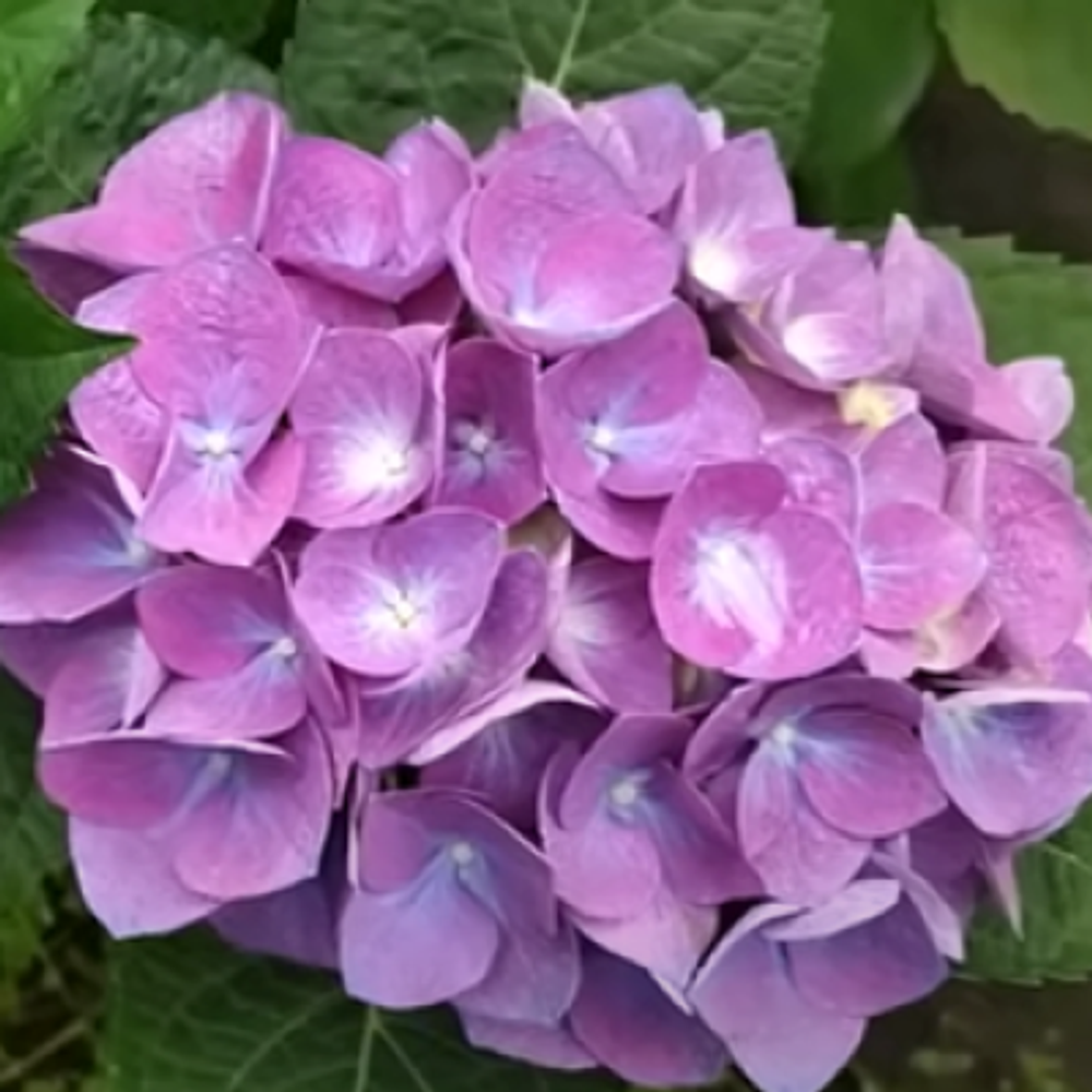 «Фаболо Блю» («Fabolo blue»)С3