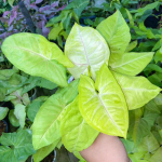 Сингониум LIME SODA