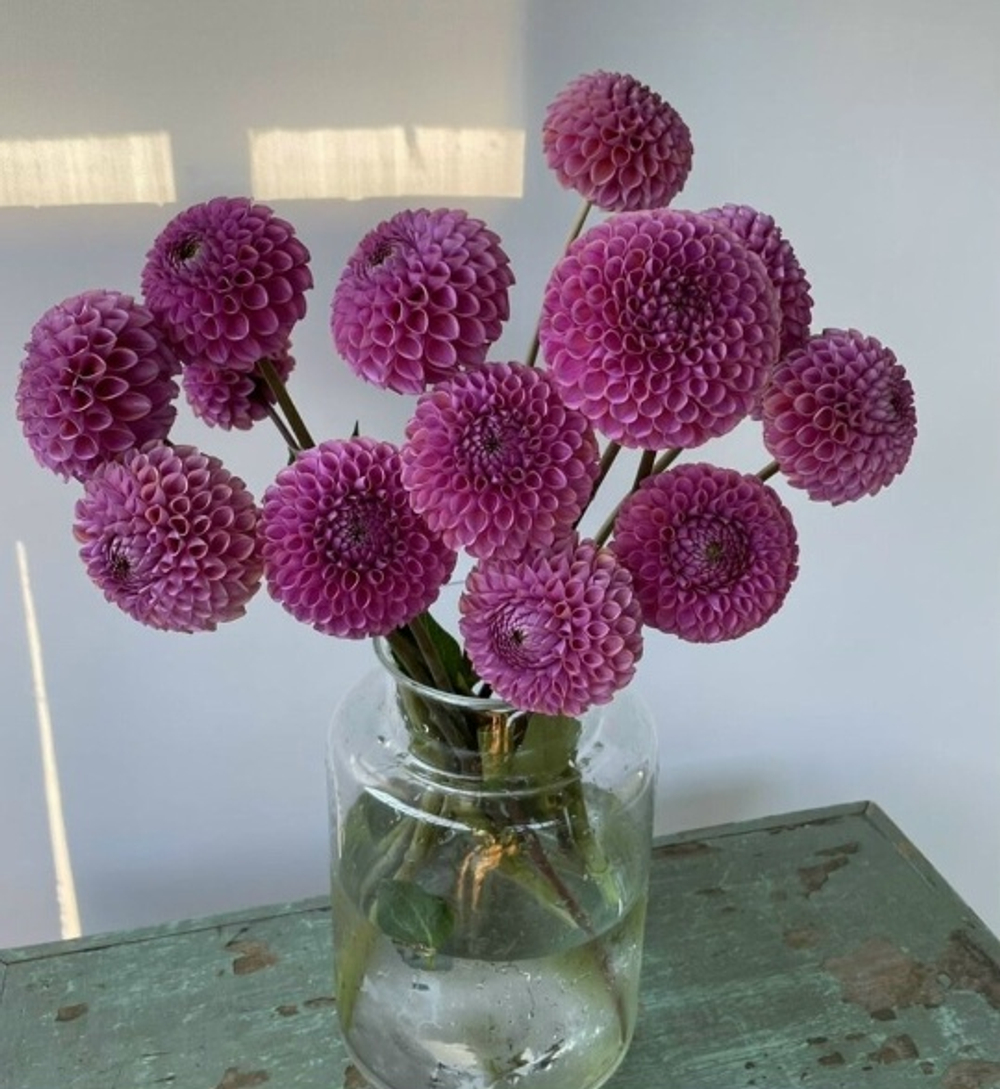 Георгин Isabel (корень) Закупка М55 апрель 2026