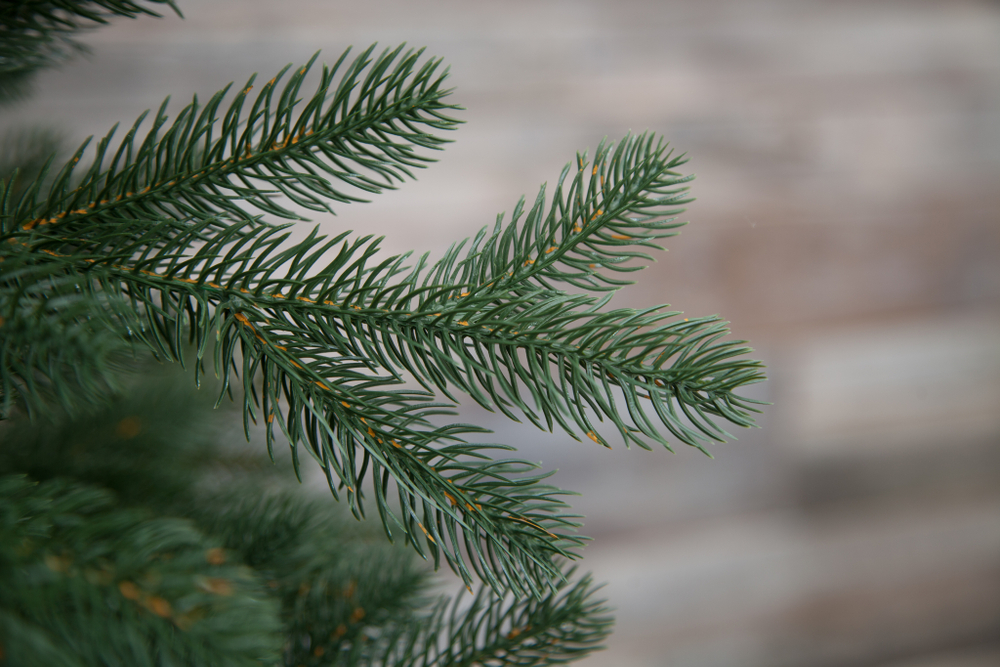 Ель Швейцарская стройная Black Box Cl 185см зеленая литая