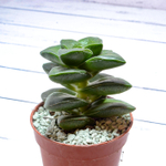 Crassula Springtime (Крассула)